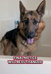 Rufus: 5yo German Shepherd Needs Urgent Adoption