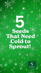 14 reactions | ❄️ 5 Seeds That Need Cold to Sprout! ❄️ Did you know? Some seeds need a winter chill to break dormancy and grow strong in spring! Plant seeds like lavender, milkweed, coneflower, lupine, and columbine in the fall for beautiful blooms come spring.  Are you planning to plant any of these this season?  #gardening #parkseedco #letsgrowsomethinggood #parkseed #coldstratification #flowerseeds #fallgarden #fallgardening | Park Seed | Facebook