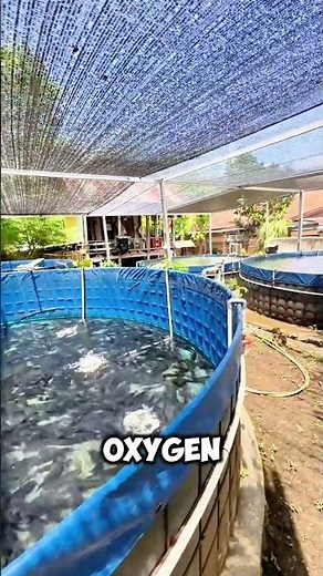 Incredible! How Intensive Aquaculture Works 🐟✨ #shorts