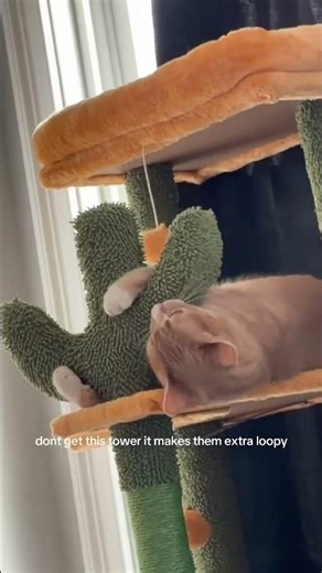 Cat Takes on Cactus in Epic Cat Tree Battle! #Cute #Cat #Caturday