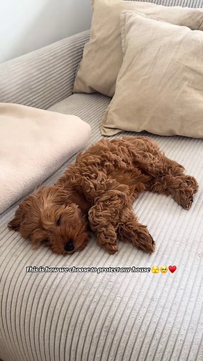 Protecting Our Home with Cockapoo Love
