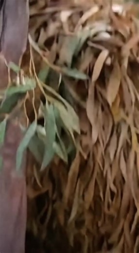 A drowsy baby koala can't stay awake on its tree branch and hilariously slides down into a pile of leaves below. Another koala watches from above with the most judgmental stare ever. | Daily Clippy