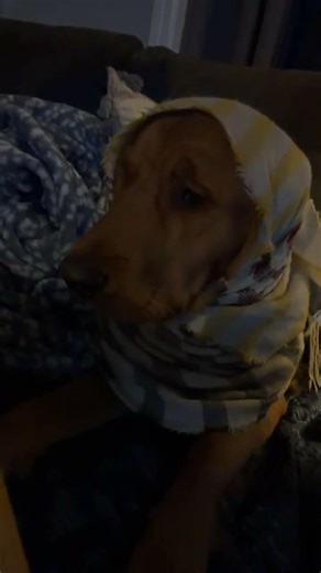 When he lets me dress him up for a winter look. #dog #besties #dogobsessed #doggie #fypシ #cuteanimal