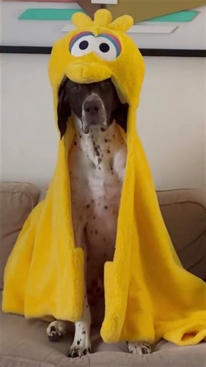 now that’s a big bird dog #gsp #dogs #dogshorts