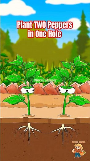 Why I Plant TWO Peppers in One Hole! 🌶️ #shorts #animation