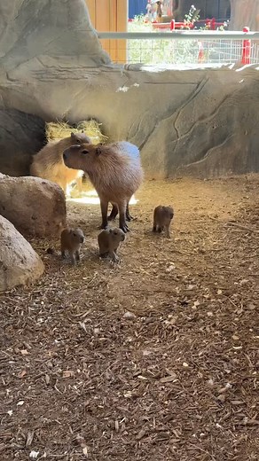 898K views · 48K reactions | We’ve got new baby capybaras at the zoo! Born to parents Kiwi & Enzo, you can now see them on exhibit together! #babycapybara #baby #capybara | Animal World & Snake Farm Zoo | Facebook