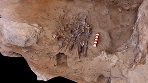 22K views · 640 reactions | ⛏️Discovery: a new Neanderthal skeleton – the first in over 20 years – has been unearthed in a famous cave in Iraqi Kurdistan. Cambridge Archaeology | University of Cambridge | Facebook