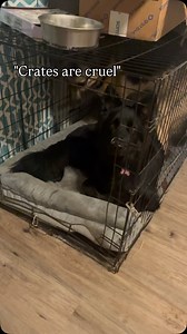 Crates save lives. Dogs loves their crates. There are many different reasons to crate. Safety first before your feelings. These are all actual things people on the internet have responded to me when I said I wish I had crated my dog. And don't even get me started on @peta I could CARE LESS what that organization has to say about anything. . . . #dogloversfeed #dogmom #gsd #dogsocial #blackgsd #doglovers #dogtraining #cratetraining | Magic The GSD