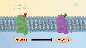 Video: Combined Effects of Drugs: Antagonism