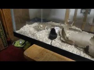 Mice mating