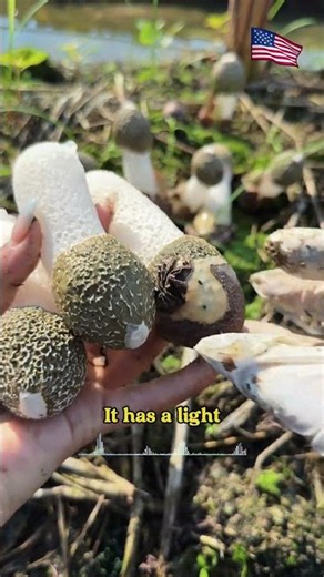 Can You Eat These Mushrooms?#MushroomFacts#WildMushrooms#FoodFacts#Foraging#NatureIsAmazing#short