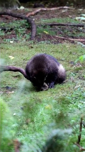 Wolverine gnawing on Elk Antlers