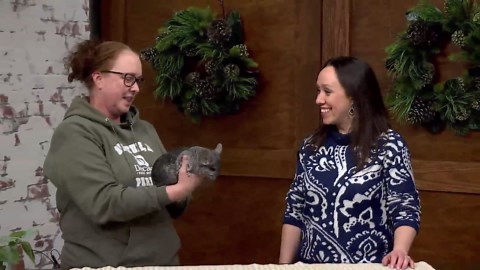 What is a Chinchilla