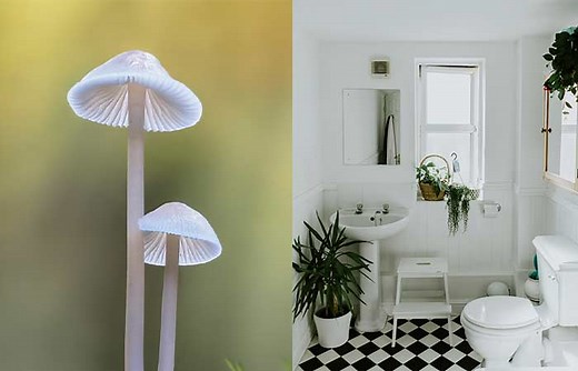 Mushrooms Growing in Bathroom-Causes & How to Get Rid - Toiletseek
