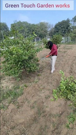Lemon Plant Cutting – Easy Method to Grow Lemon Tree at Home 🍋 #gardeningideas
