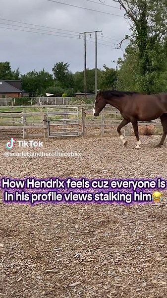 He’s so popular already!!! (He is gorgeous tho😍😍) #hendrix #irishsportshorse #equestrian #newpony #fyppp