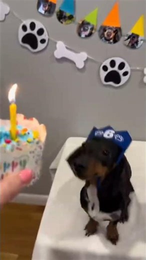 crezy dog's eats food #viralvideo #funnypets