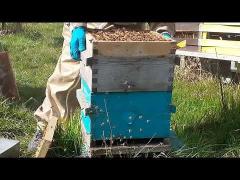 Visite d'une ruche Warré