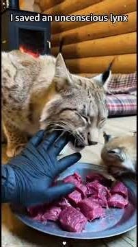 I saved an unconscious lynx#Rescue #Wildlife #Animal#Heartwarming#lynx#short