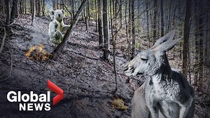 After Australia’s wildfires: What happens when 1 billion animals die?