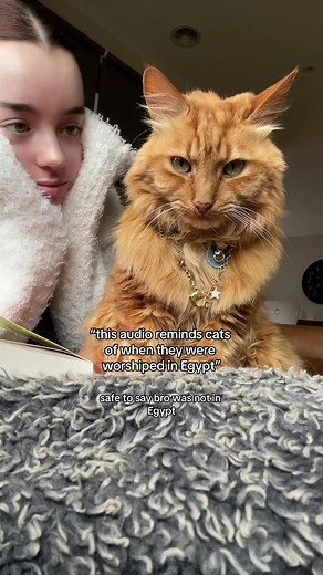 Cat's Reaction to Egyptian Sound Trend | Funny and Cute Videos