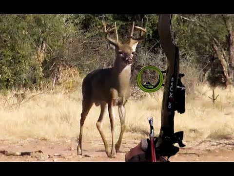 Biggest Coues Buck Ever Arrowed On Video