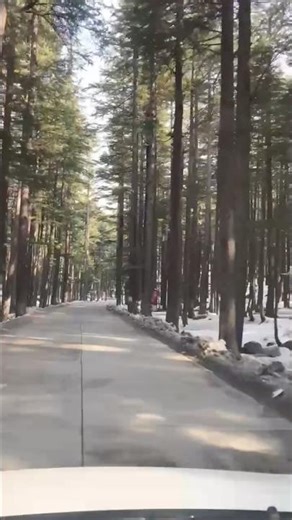 Nature’s Masterpiece: A Snow-Lined Pine Forest Road Trip 🌲❄️