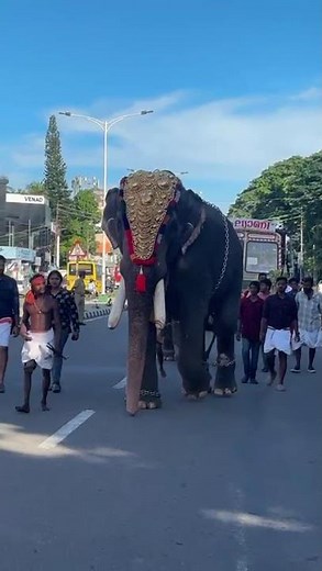 Temple Elephant Procession in Kerala