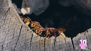 The Secret Life of European Hornets