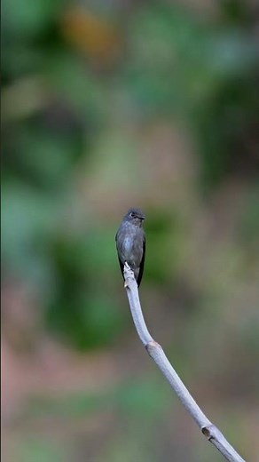 In the Shadows: The Dark-sided Flycatcher in Its Natural Habitat.