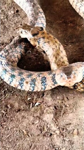 Here are two gray snakes. #NationalInstituteofBiologicalResources #NaturalHistory #reptiles #anim...