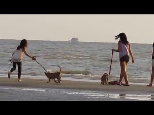 Canon SX530 HS Video Recording