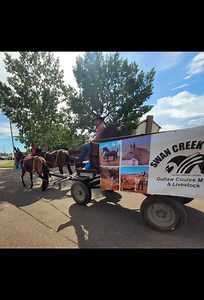 BUCKSHOT! So delighted in how this Mammoth jack has proven himself packing, driving, and riding before siring any foals. One of the top mule makers in Canada, he offers gentle willing minds topped with Excellent bone, build, HIP, and over quailty on a wide range of breed types. But that isn't surprising since he is a DIAMOND grandson and from decade old Mulemaker lines! | Outlaw Coulee MULES & Chuckwagon Horses | Facebook