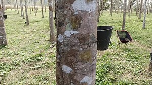 Kebun getah paya terendam, Sik. Kedah😋😋syokk ooo pagi2 menyeghokk (sarapan kat sini..Inilah loghat tok tok wan saya😂ada yg faham??? Mak saya duk gelakk ja dari tadii..sebab loghat saya kadang overrr sgt hehehe melawak naaa #sayaorangsik #sayaorangkedah #balikkampung | Ustaz Elyas Ismail