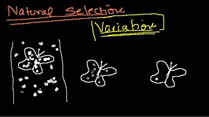 Introduction to evolution and natural selection