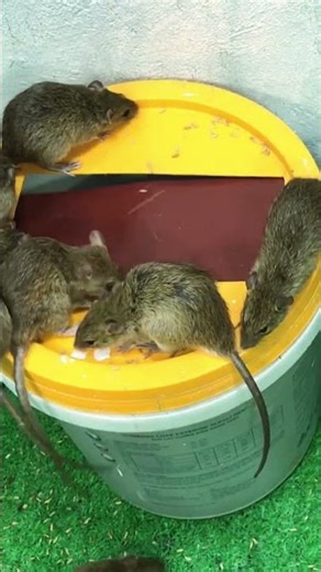 Genius mouse trap design mice can't resist #mousetrap #rattrap #shorts