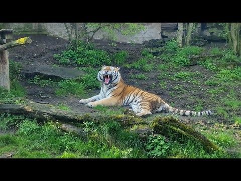 Roar of a Siberian Tiger from Prague Zoo