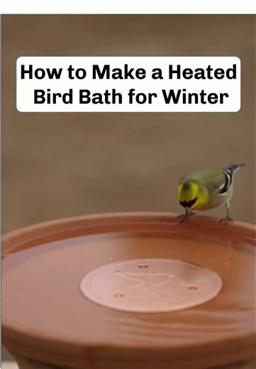 DIY Heated Bird Bath for Winter Care