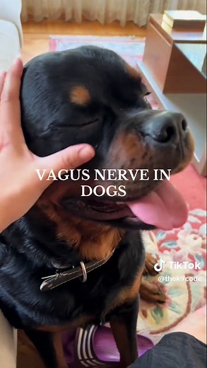 Understanding the Vagus Nerve in Dogs