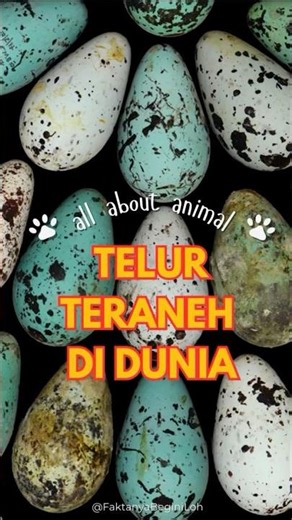 TELUR TERANEH DI DUNIA #facts #faktaunik #hewanlucu