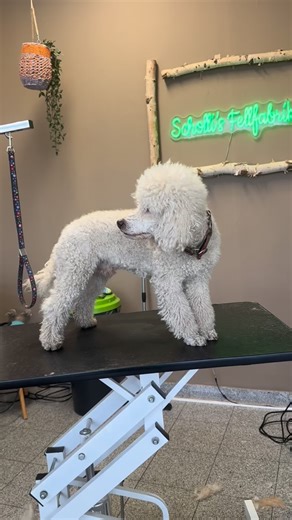 Schollis Fellfabrik 🐾 on Instagram: "7 Tipps wie ihr euren Pudel richtig bürstet 🐩 🪮 #pudel #brushing #hundesalon #petgrooming #dogsoninstagram"