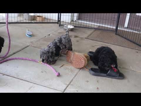 Cockapoo Puppies For Sale