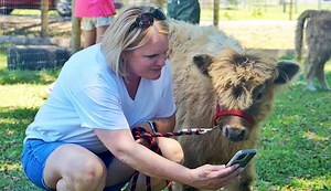 Next time you're in the mood to cuddle with a coo (Scottish Highland miniature cow) or rest with a roo (baby joey), do it at the brand new agritourism spot in Plant City called the "Roos and Coos Farm." The exotic livestock operation features 30 unique and lovable rescues. As seen on Good Day Orlando: | David Martin FOX 35