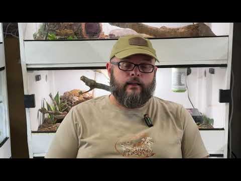 Ball Python Hunger Strikes Aren’t Behavioral