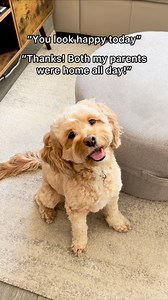 This is all she ever wants 🥺 #dogs #puppylove #minicockapoo | Luna The Mini Cockapoo