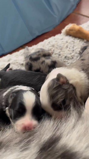 🚨 URGENT ADOPTION ALERT! 🚨 Meet our adorable 3-month-old Mini Australian Shepherd, a charming, fluffy bundle of joy eagerly seeking their forever home! This sweet, playful, and affectionate pup is overflowing with curious energy and boundless love, making them the perfect furry companion for active families, dedicated pet parents, or adventure-loving individuals. With their brilliant intelligence, vibrant spirit, and eager-to-please nature, this Mini Aussie thrives in a dynamic environment fil