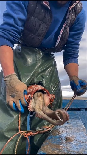 How Do Fishermen Catch Octopus With Pots 😱