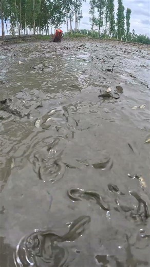 Traditional Mud Fishing: Amazing Shallow Water Catch! 🐟 #fishing #fish #villagelife