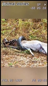 3.4K views · 30 reactions | The python paid the price for its greed. #viralpost2025シ #viralreelsfacebook #everyonefollowers | Animals stories | Facebook