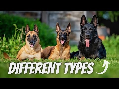 German Shepherd Types - 5 Types of German Shepherds